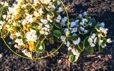 Begonias after only 10 days! Left: with P&T Booster/ Right: without