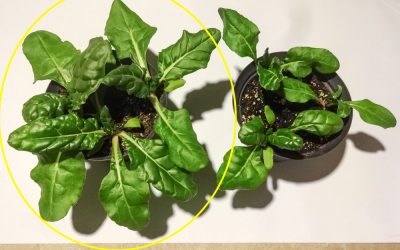 Chard after 1 month grow from seed. Left: with/ Right: without