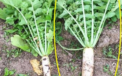 Daikon at 17 days with (right) & without (left)