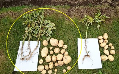 Greatly increased potato yields after 3 months. Left: with P&T Booster. Right: without.