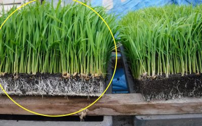 Rice seedlings at 3 weeks Excellent head-start on root development, and will also help with transplant stress & re-establishment. (Left: with P&T Booster. Right: without.)