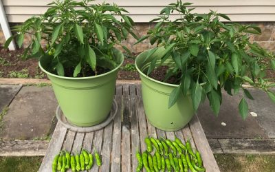 Shishito Peppers with (right) & without (left) Planted from seed in May with first harvest in July. More than double the yeild & improved shape, luster and taste with P&T Booster.