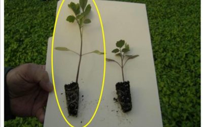 Tomato seedling with (left) & without (right)