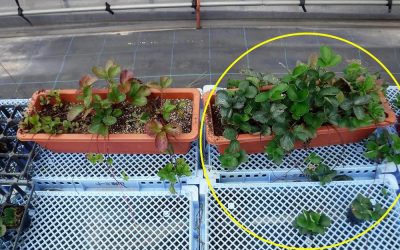 Trial on Strawberry Nurseries Left: Control (just water) Right: P&T Booster (much more robust growth & runner development)