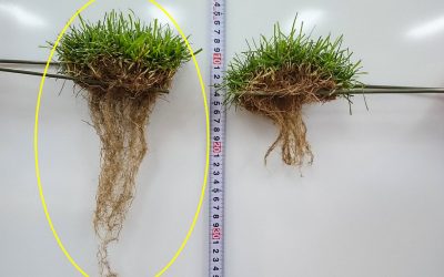 Turf with (left) & without (right) after 3 months Increased root mass/depth allows drought resistance & nutrient uptake.